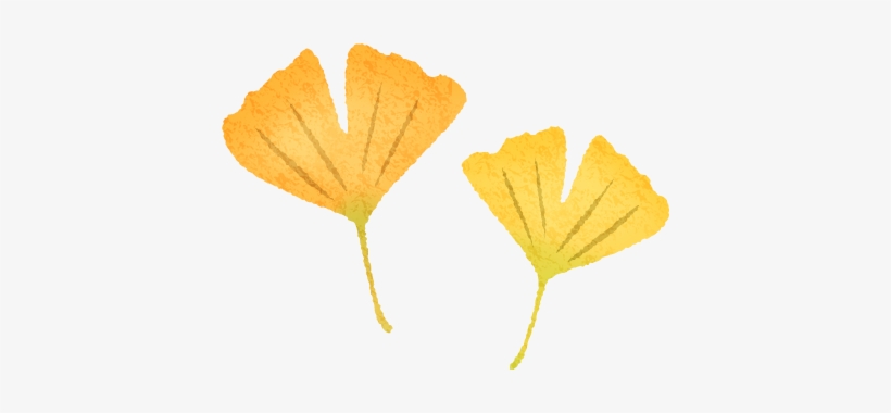Ginkgo Leaves - Maidenhair Tree, transparent png download