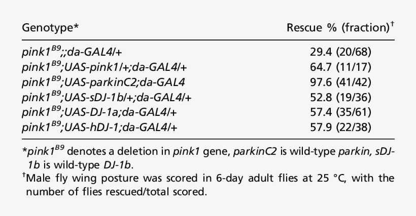 Rescue Of Pink1 Loss Of Function Wing Posture By Dj-1 - Bbm 5.0 1.38, transparent png download