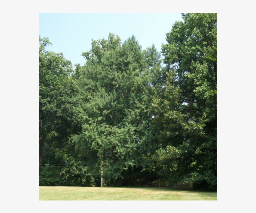 Maidenhair Tree, transparent png download