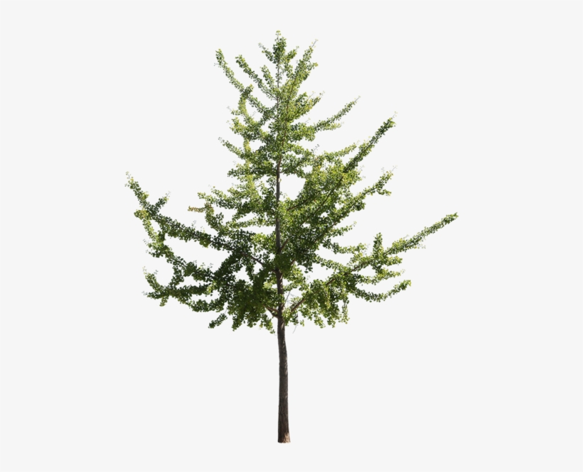 Ginkgo Biloba Ii - Maidenhair Tree, transparent png download