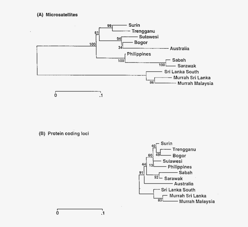 Dendrograms Of Relationships Among 11 Water Buffalo - Diagram, transparent png download