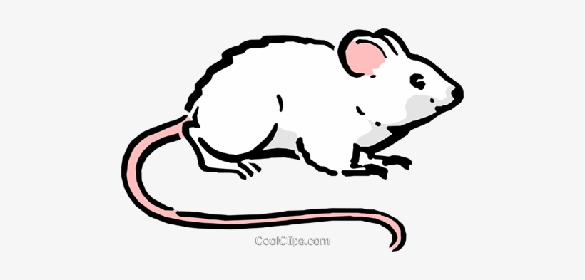 Cartoon Mouse Royalty Free Vector Clip Art Illustration - Ratos Desenho Png, transparent png download
