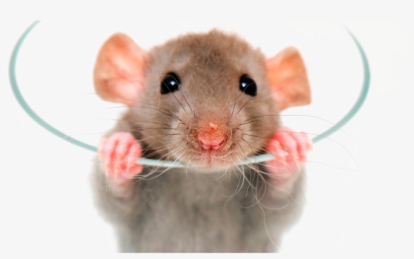 Rat Png Image - Pet Rat, transparent png download