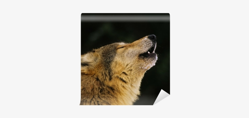 Howling Wolf, transparent png download