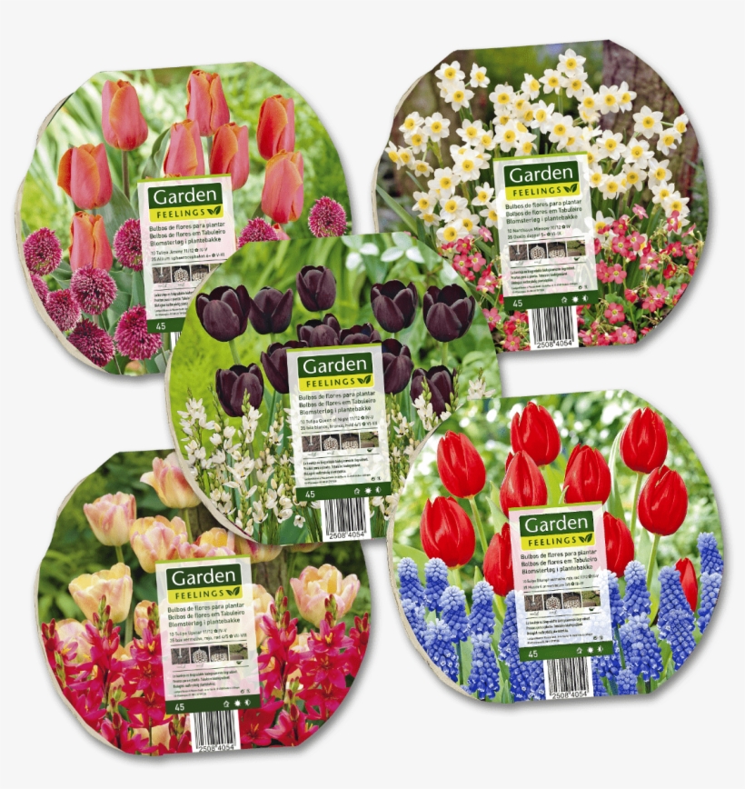 Bolbos De Flores Em Tabuleiro - 10 Mini-narcisses 'minnow' - Willemse, transparent png download