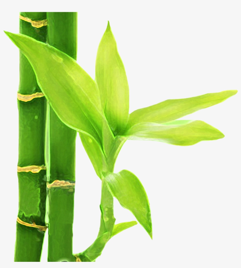 Bambu 3 - Flor De Bambu Png, transparent png download