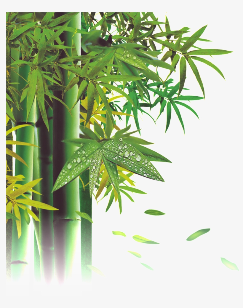 Png De Bambú - Poster Nature Template Free, transparent png download