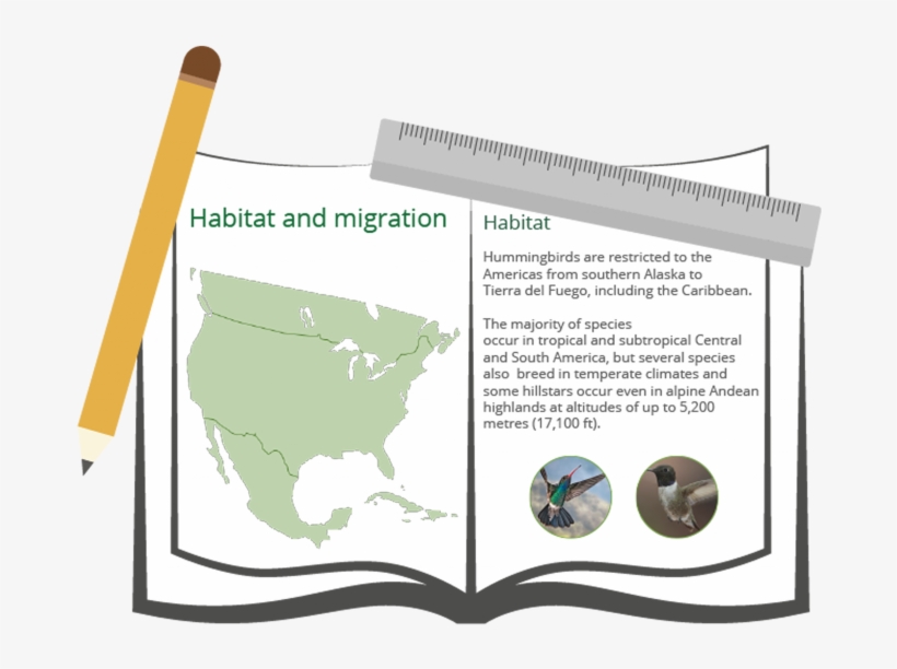 Plan - Author, transparent png download