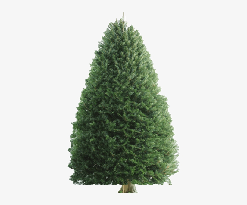 Douglas Fir, transparent png download