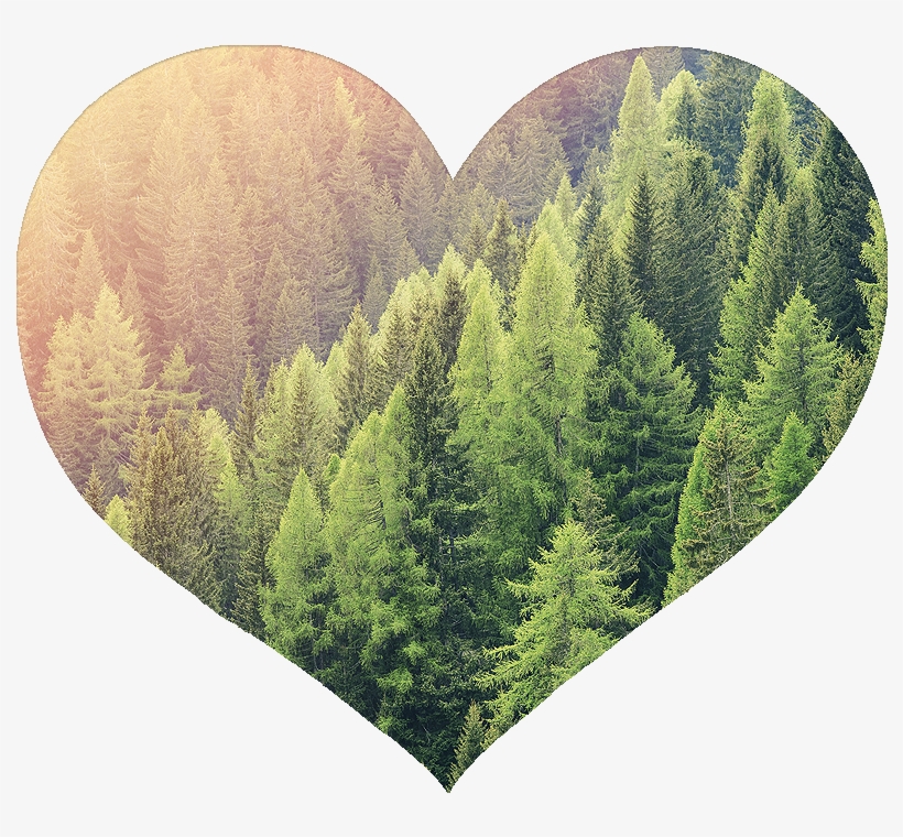 Region Bosque De Coníferas, transparent png download
