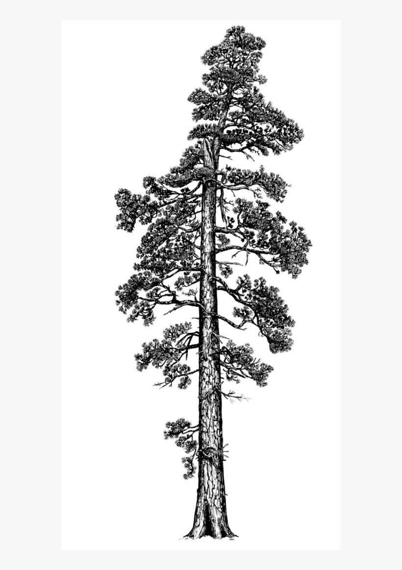 Photo By Terry Asker - Coastal Redwood Tree Illustration, transparent png download