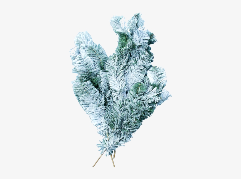19" Snow Douglas Fir Spray 3/pkg - Frost, transparent png download