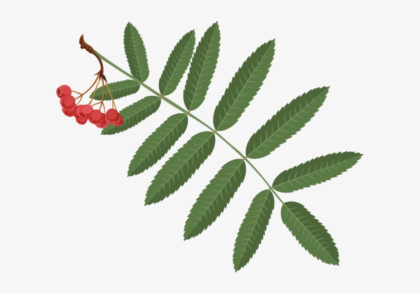 Mountainash - Berry, transparent png download
