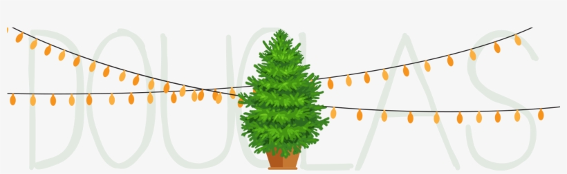 As One Of The Most Popular Species Of Christmas Trees, - Tree, transparent png download