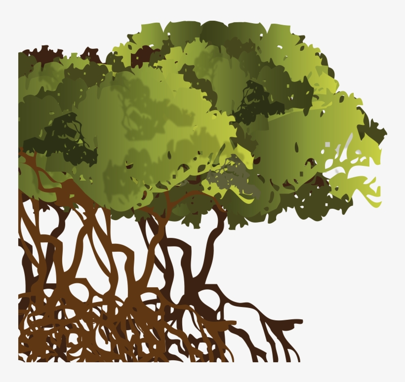 There Are Many Mangroves And Coral Reefs, Home To Many - Arboles De Manglar Png, transparent png download