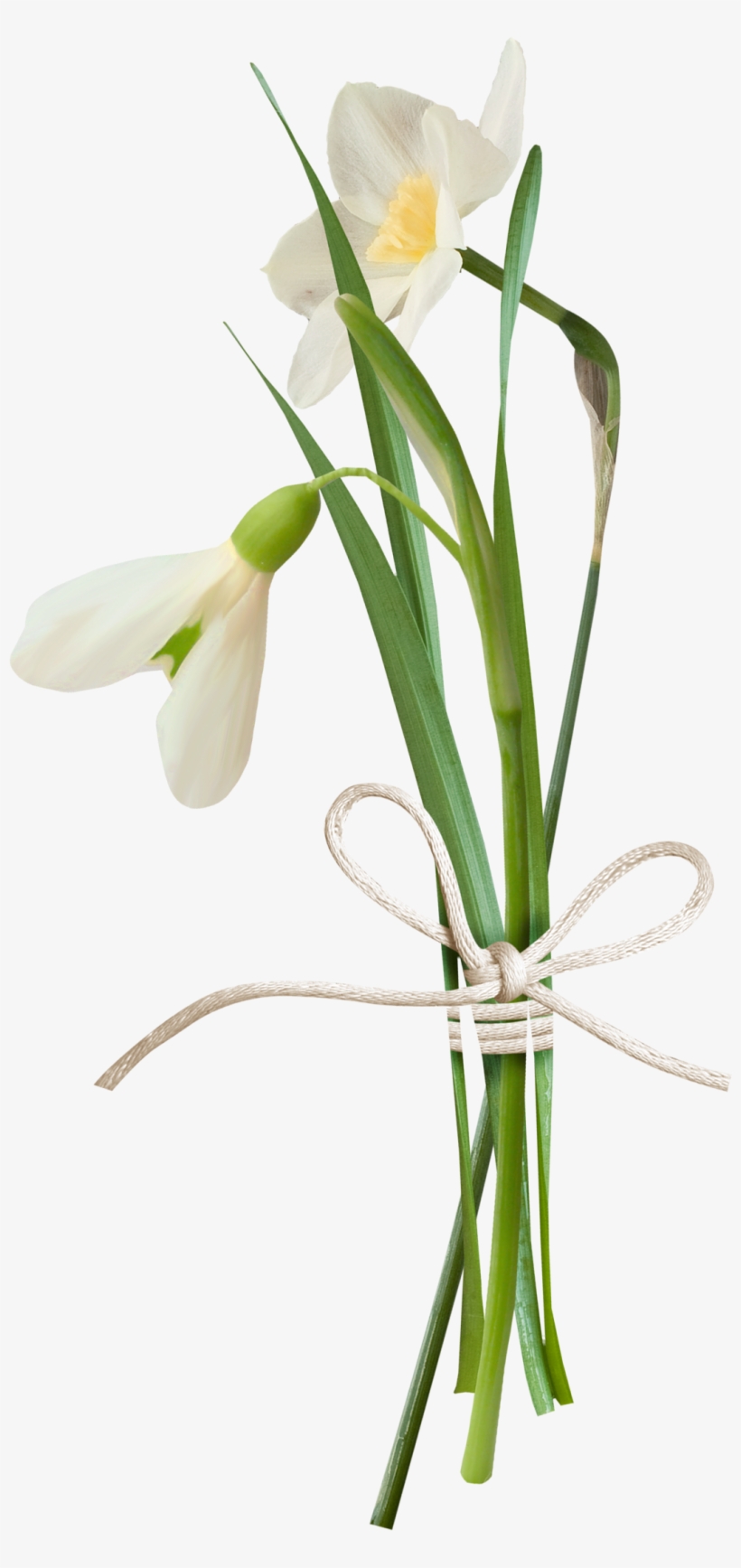 Snowdrop, transparent png download