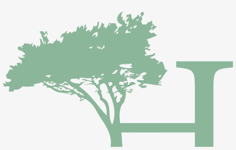 Jack Pine, transparent png download