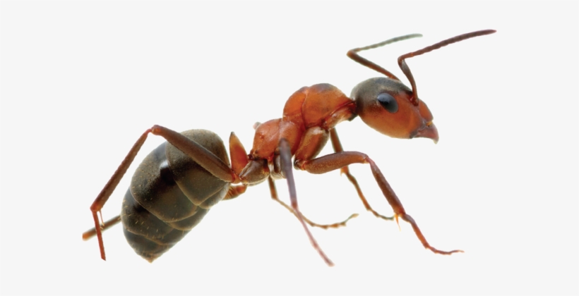 Control De Plagas - Hormiga En Png, transparent png download