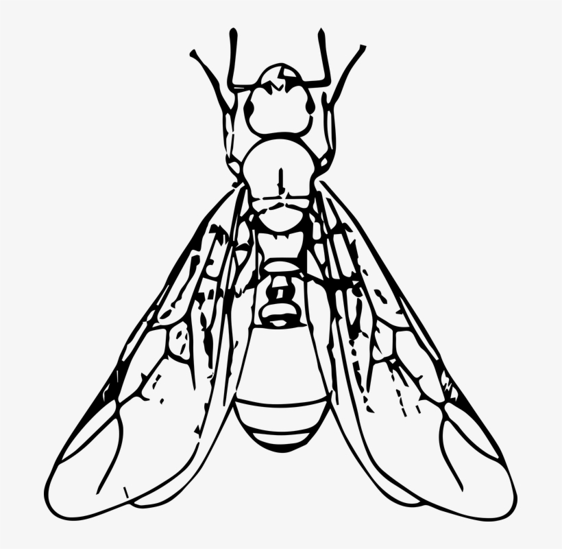 Hormigas Voladoras - Ant With Wings Clipart Black And White, transparent png download