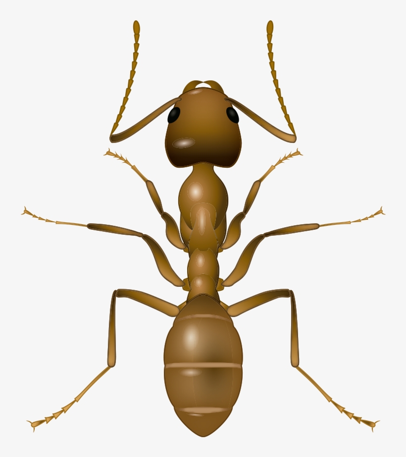 Insectos Rastreros - Argentine Ant, transparent png download