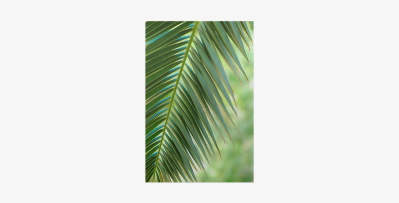 Canvas, transparent png download