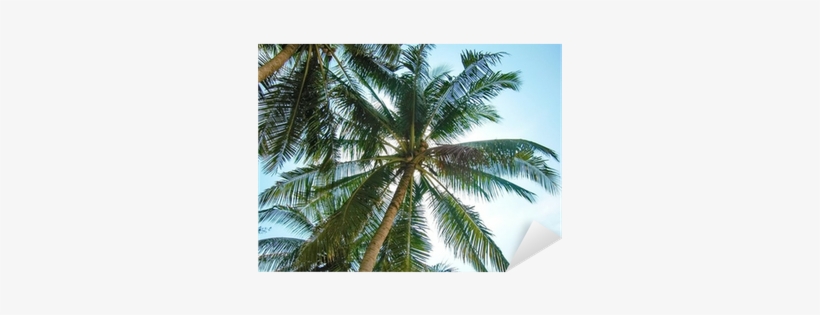 Coconut, transparent png download