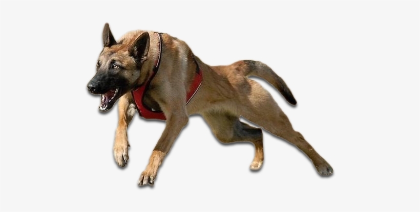 Bakara - Kennel, transparent png download