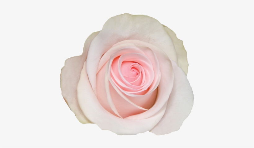 Garden Roses, transparent png download