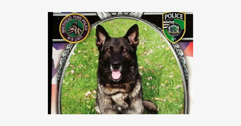 Riverhead Police Purchasing New K-9 To Replace Vaki - Riverhead Police Department K9 Rocky, transparent png download