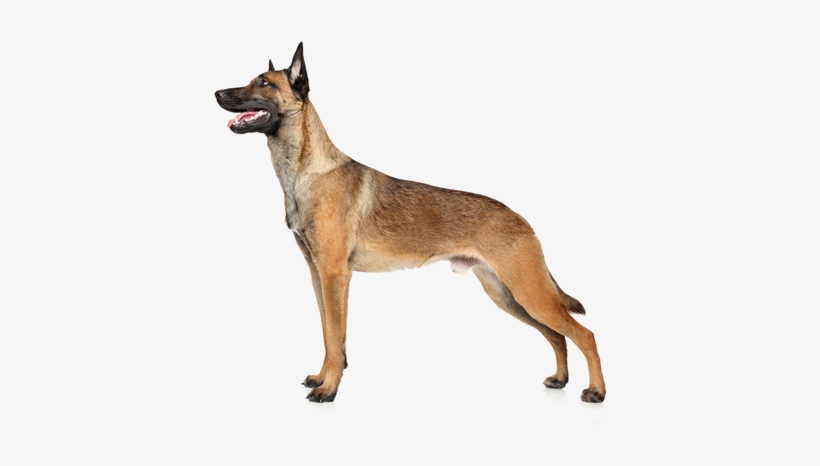 Belgian Malinois Are Herding Dogs, So You Know That - Belgian Malinois Police Transparent, transparent png download