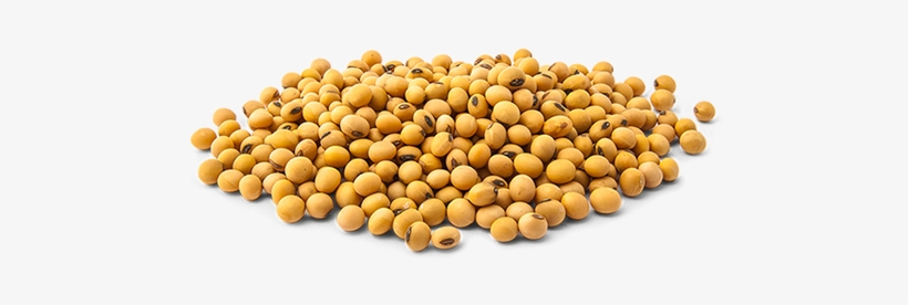 About Pinang Kicap - बादाम मछली सोयाबीन रखेंगे बच्चों को दमा, transparent png download