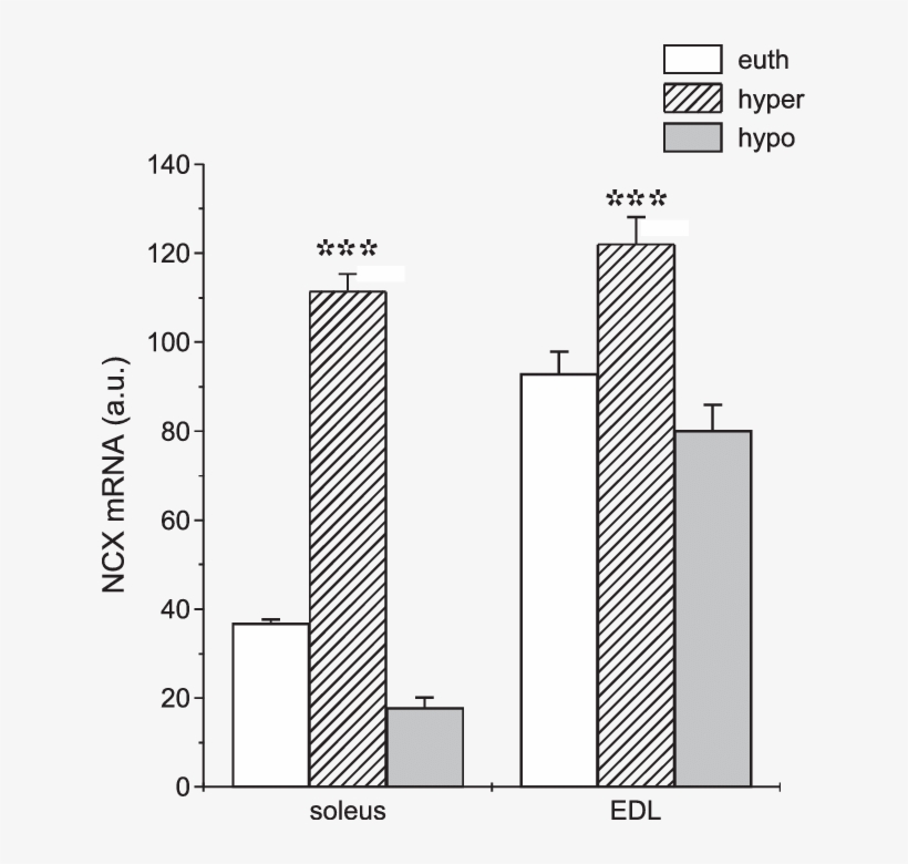 Levels Of Ncx Mrna In Euthyroid Rats (white Columns), - Diagram, transparent png download