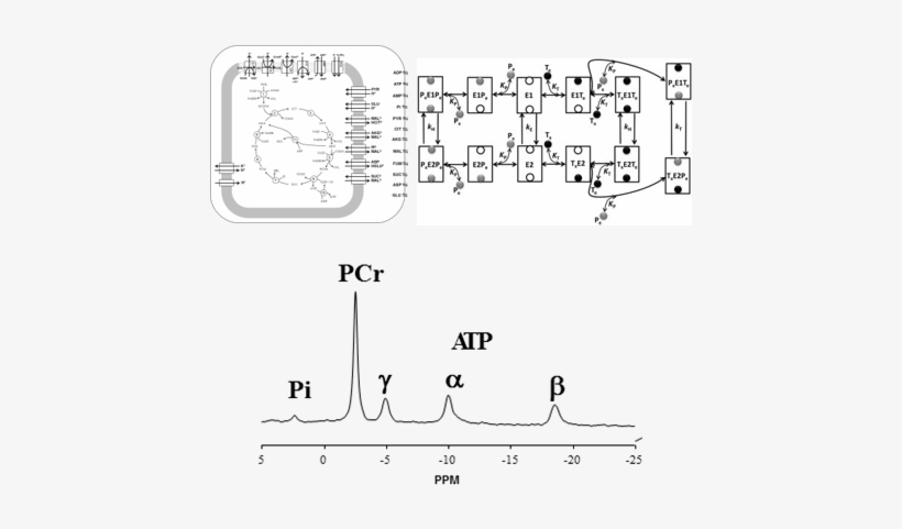 Virtual Physiological Rat, transparent png download