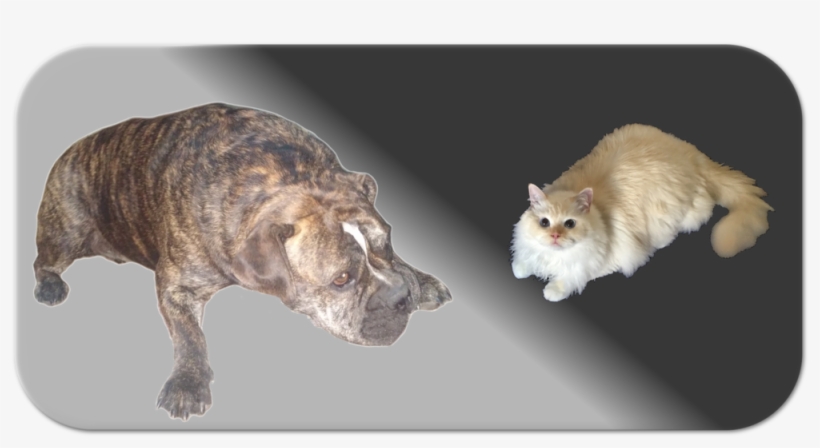 Dexter & Nono - Pet, transparent png download