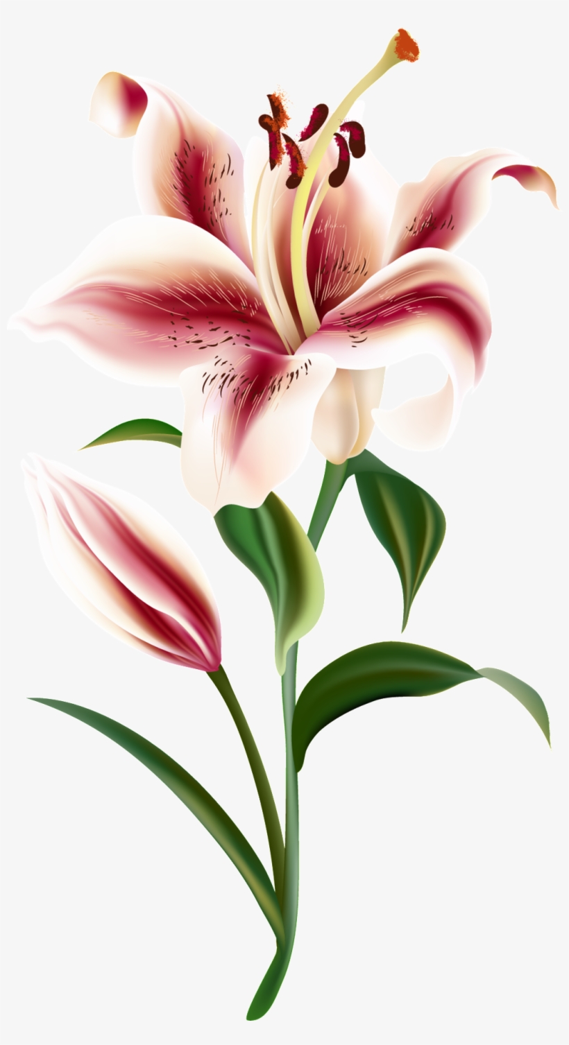 Un Transparente Png Ornamental Para Un Corazon Rojo - Watercolor Painting, transparent png download