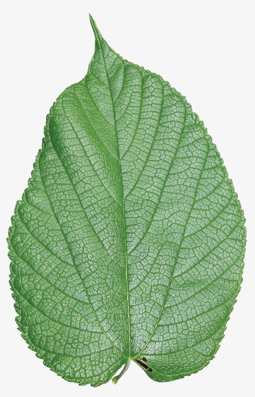 Simple - Mulberry Leaf Png, transparent png download