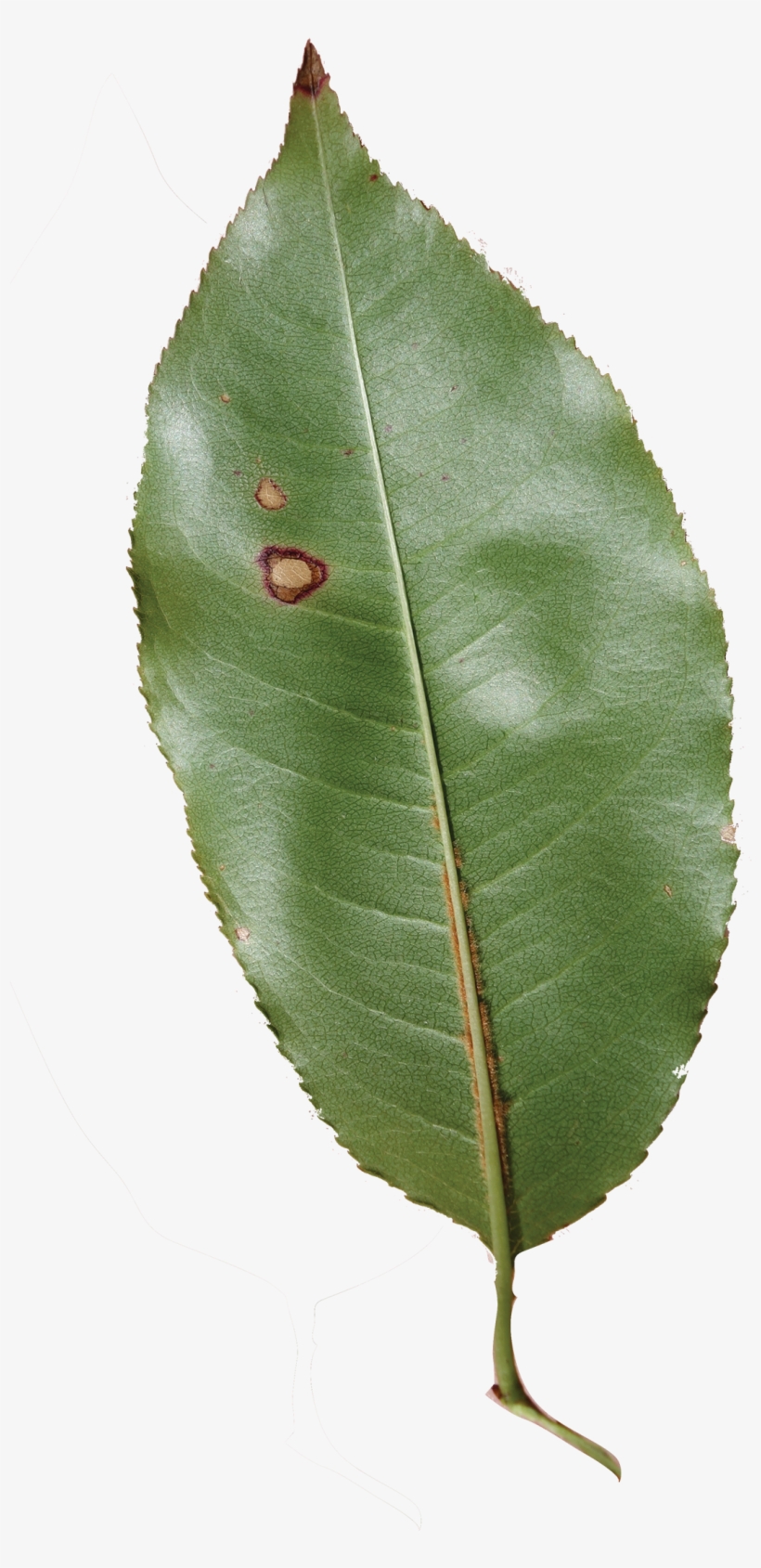 Prunus Serotina Leaves - Canoe Birch, transparent png download