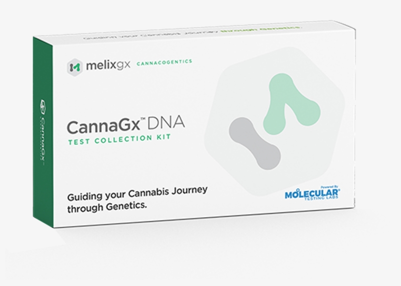 Cannabis Dna Test - Dna, transparent png download