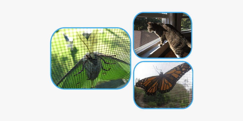 This Picture Shows Three Mosquito Screen Meshes With - Mosquito, transparent png download