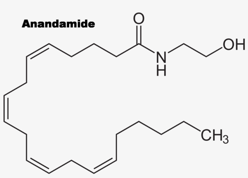 Maybe This Is Because Chocolate Contains Compounds, transparent png download