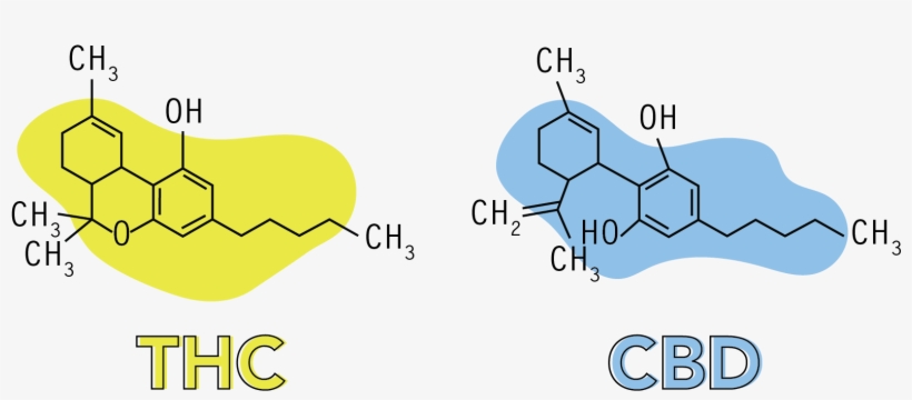 Cannabis Explained - Cannabis, transparent png download