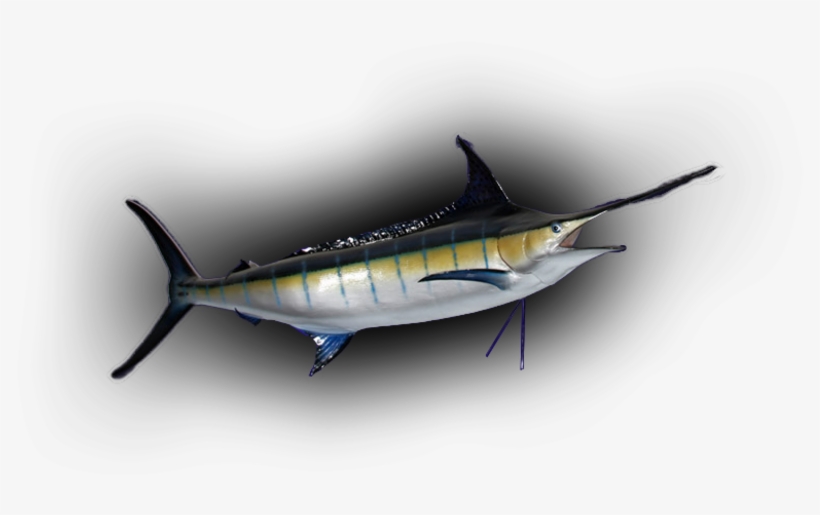 Blue Marlin Fish Mount Replica - Blue Marlin, transparent png download
