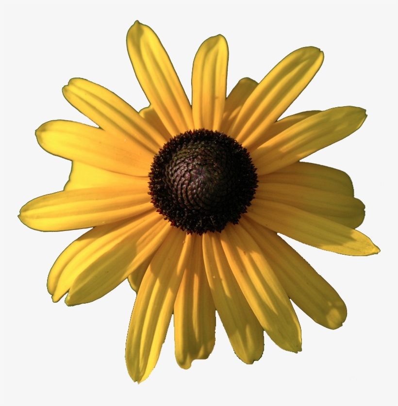 Common Daisy, transparent png download