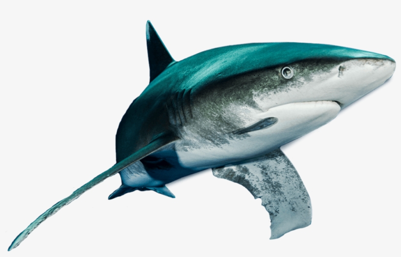 Shark, transparent png download