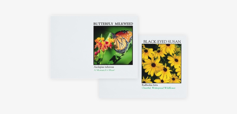 Save The Pollinators Combo Seed Pack - Impression Series Black Eyed Susan Flower Seeds - Quantity(250), transparent png download
