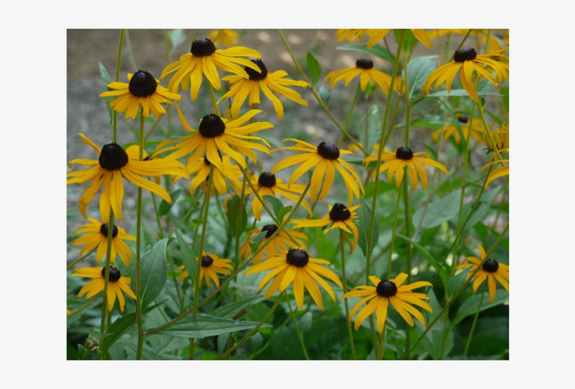 The Black Eyed Susan - ブラック ジャック ゴールド ルドベキア, transparent png download