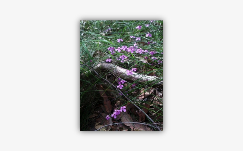 The Threatened Species Black-eyed Susan - Round Leaved Liverleaf, transparent png download