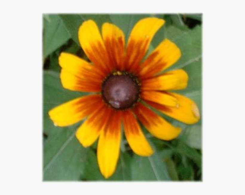 Zack Chops Bio Project - Black Eyed Susan, transparent png download