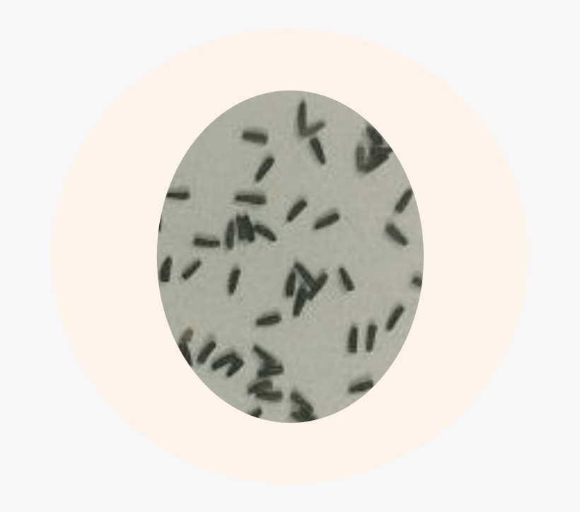 Pioneer Plant Americas Most Common Wildflower Meadow - Black-eyed Susan, transparent png download