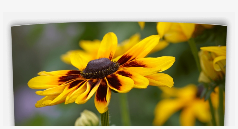 Oklahoma Annual Flower Guide - Oklahoma, transparent png download